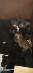 Puppies for sale 3 quarters german sheppard, 1 quarter great pyrenees