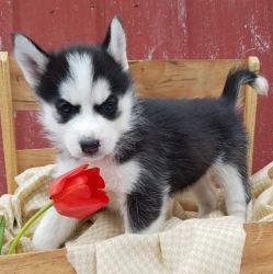 Elegance male and female siberian husky puppies for sale