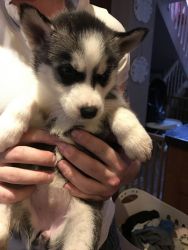 CUTE MALE AND FEMALE SIBERIAN HUSKIES PUPPIES FOR SALE