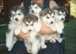 Blue Eyes Siberian Husky Puppies