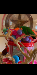 Beautiful baies parrot for sale.