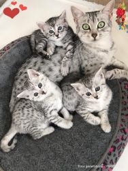 Rare Pedigree Egyptian Mau kittens