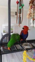 Hand-raised Eclectus parrots.