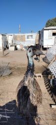 Adult breeding pair of emus at least 28 fertile eggs per year