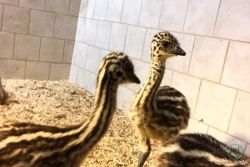 Day old emu chicks for sale