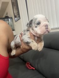 English bulldogs puppies For sale