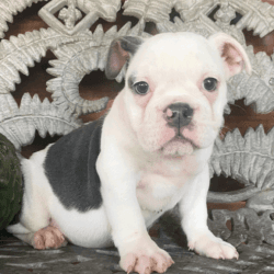 Outstanding, registered English Bulldogs puppies for sale