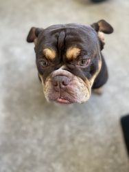 Full breed CHESTY looking for new home