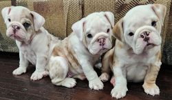 Female Purebred Merle English Bulldog Puppies For Sale