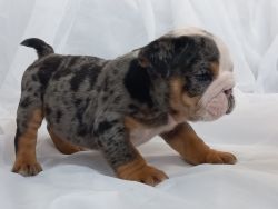 LOWER PRICE! mini merle English Bulldog is looking for a new home!