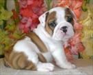 Outstanding English Bulldog Puppies For Sale