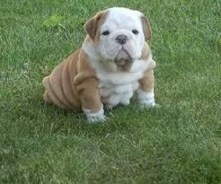 Affectionate English Bulldog Puppies available