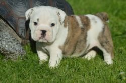 Adorable male and female English bulldog puppies