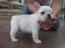 Eng Bulldog Puppies For Any Loving Home