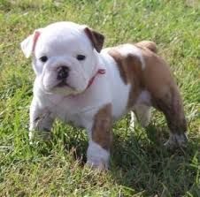 Charming Bulldog puppies Available For Lovely Homes