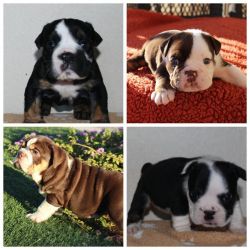 Gorgeous English Bulldog puppies for sale