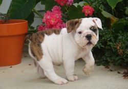 cute lovely English bulldog puppies for adoption