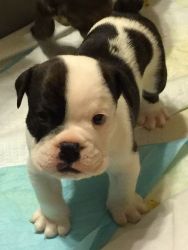 cute lovely English bulldog puppies for adoption