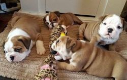 English Bulldogs for sale at 12 weeks old now.
