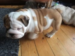 Adorable Male and Female English Bulldog puppies for adoption