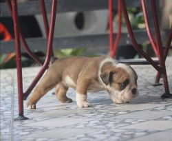 English Bulldogs Available now