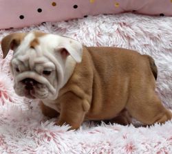 cute english bulldog need a new home