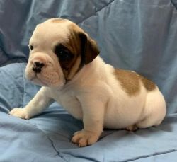Love bug English Bulldogs for Rehoming .