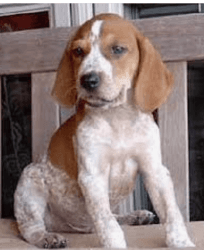 For Sale: English Red Tick Coon Hound Puppies
