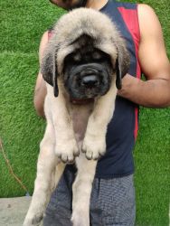 Super Excellent Extraordinary English Mastiff Puppies available for sa