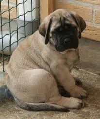 Sreeganesh farm offers Best quality English Mastiff puppies for sale