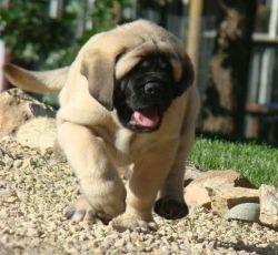 English Mastiff puppies for sale at Pets Farm Pets Farm offers Best qu