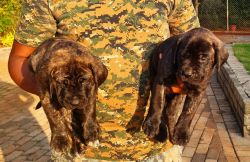 First Litter Healthy Pure English Mastiff Brindle