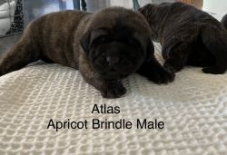 Beautiful AKC Mastiff Pups Just Born