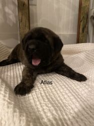 Beautiful AKC Mastiff Pups Just Born