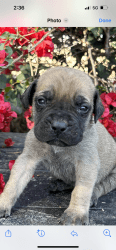 English Mastiff for sale 4 boys and 4 females. Ready to go mid may