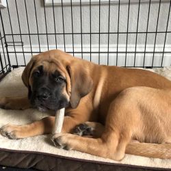 Affectionate English Mastiff Puppies Available