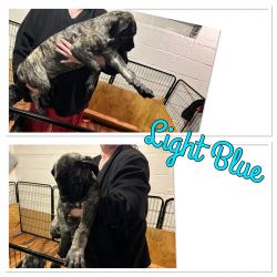 AKC English Mastiff Females Puppies For Sale