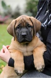 GOOD MASTIFF PUPPIES FOR RE-HOMING