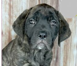 English mastiff puppy for sell akc registered