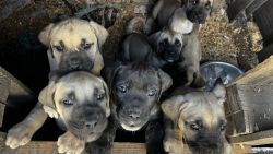 AKC Puppiesfor rehoming