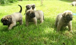 English Mastiff Puppies For Sale