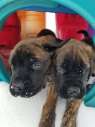 Puppies for sale in Wisconsin