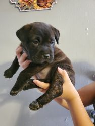 English mastiff puppy for sale