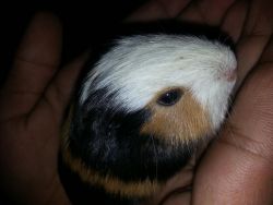 2 one month old guinea pigs for sale