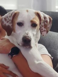 Rambo, 11 months old , male English pointer breed