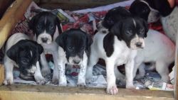 Lovely English Pointers Puppies