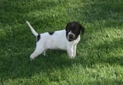 English pointer puppies for sale
