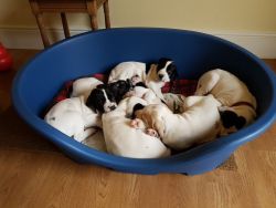 Kc Registered English Pointer Puppies