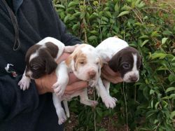 Awesome English pointer puppies