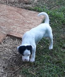 English setter pointer puppies